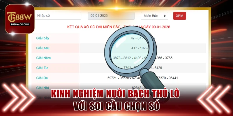 Kinh nghiệm nuôi bạch thủ lô với soi cầu chọn số